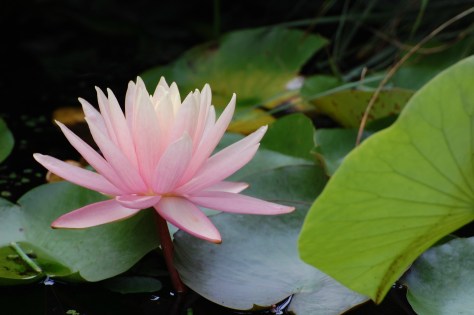 Copy (2) of water lillie