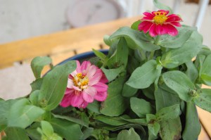 Photo by Barbara Mattio