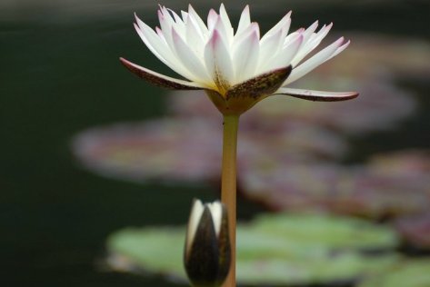 The Miracle of the one single flower. Photo by Barbara Mattio