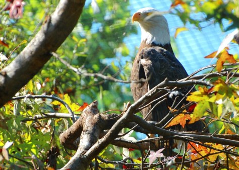 Eagle poses. Photo byBarbara Mattio