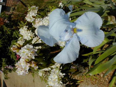 Blue IrisPhoto by Barbara Mattio Copyright Batbara Mattio 2013