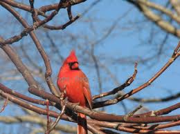 wintercardinal