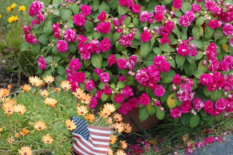 The color of flowers