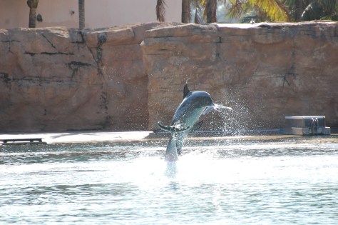 Dolphin BayPhoto by Barbara Mattio