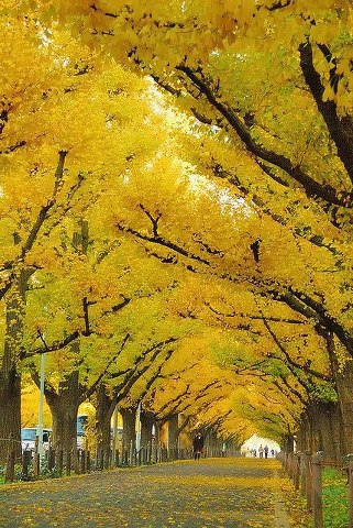 A tunnel of trees