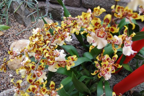 The colors of a Giraffe