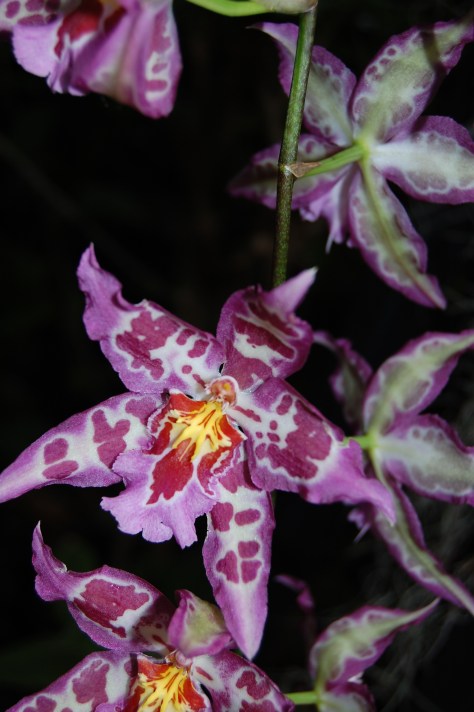 Tiger Orchid