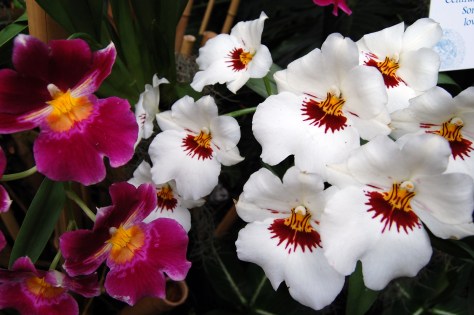 The fragrance is in the air.Photohraphy copyrighted by Barbara Mattio