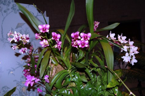 Tiny Orchids