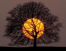 The tree and sun connect us with Mother Earth and with the Divine