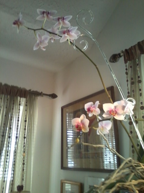 My orchid is in bloom! Photograph copyrighted by Barbara Mattio 2013