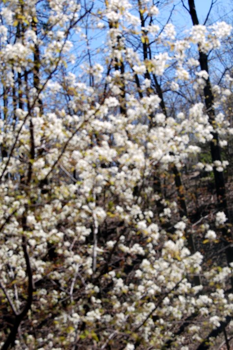 flowering trees everywhere