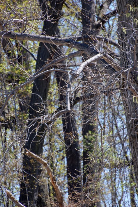 The very beginning of the greens of spring.