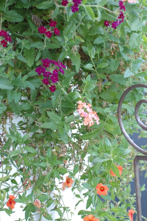 The beginning of flowers to delight the eyes. Photograph copyrighted by Barbara Mattio 2013