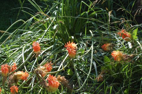 Firepokers.Photograph copyrighted by Barbara Mattio 2013