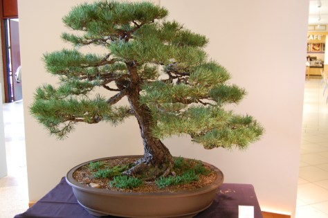 It takes a lot of time for a huge tree to learn to be this small