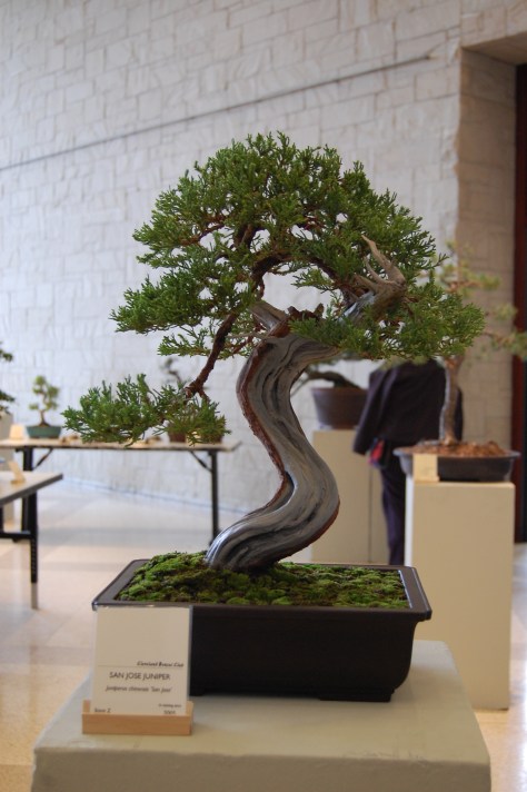 The skill in the fingers who work with Bonsai is awesome