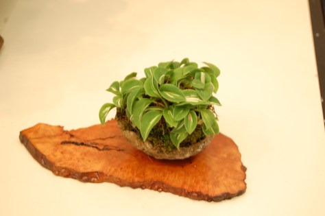 The tiniest plant I saw