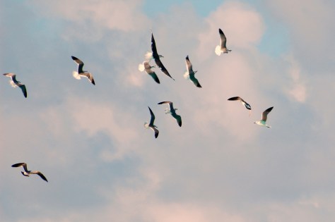 let your hope rise to the heavens.