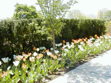 The tulips have arrived. Photograph copyrighted by  Barbara Mattio 2012
