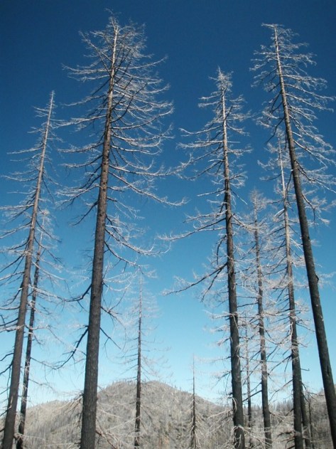 Some trees in our National Forests. 