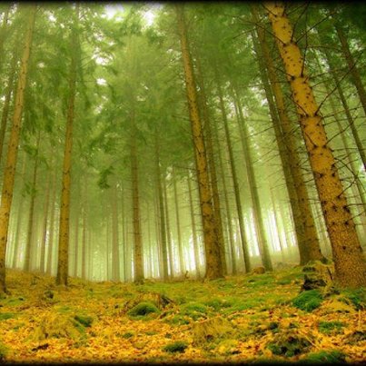 Some trees tower over us