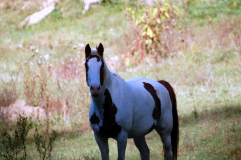 Black Mountain NC. Photograph copyrighted by Barbara Mattio 2010
