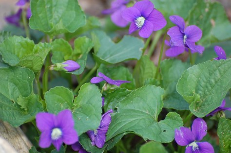 spring popping up everywhere