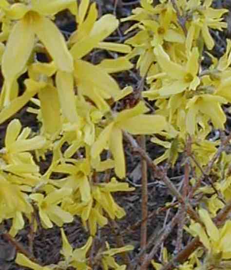 Forsithia blooming. Photograph copyrighted by Barbara Mattio 2013