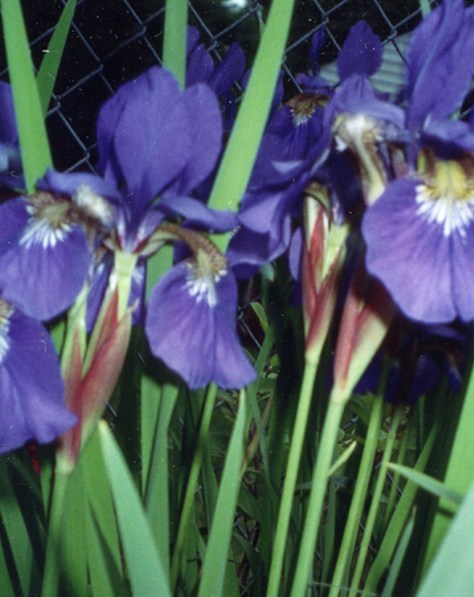 A photo of some of my irises, which are my favorite flower.Photograph copyrighted 2013