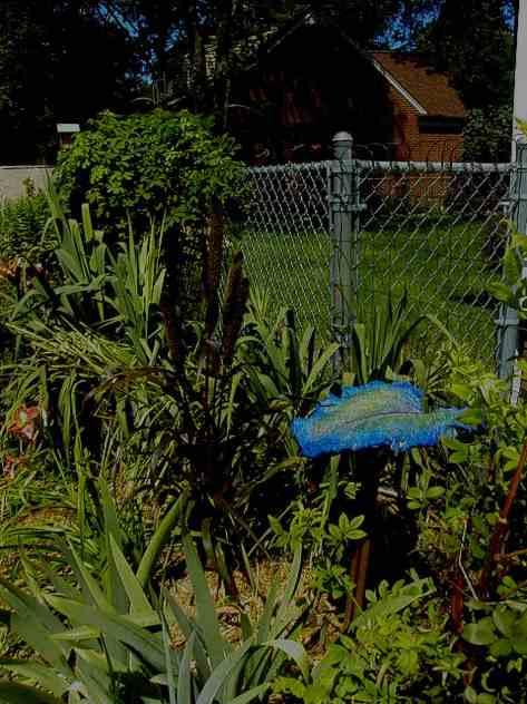 My garden photograph copyrighted 2013