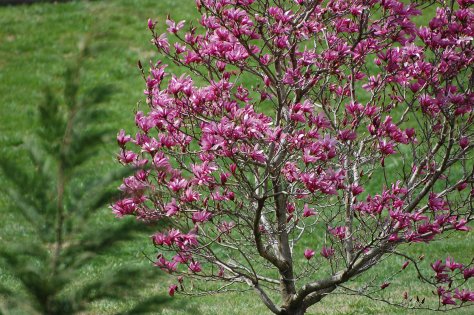 I love flowering trees Photograph and copyright by Barbara Mattio 2013