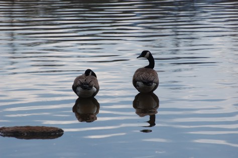 I think they look so peaceful. Photograph and copyright by Barbara Mattio 2013