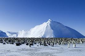 Penguins in Antartica