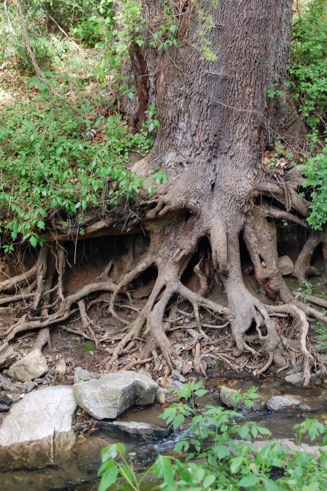 The beauty of the trees Photograph taken and copyrighted by Barbara Mattio; 2013