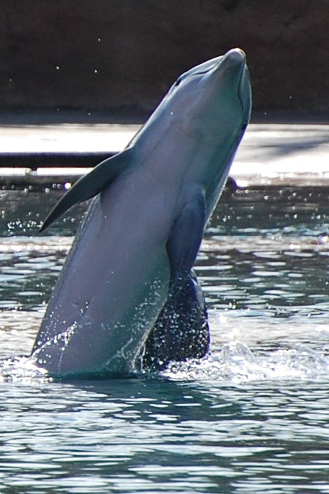 Dolphin jumping in Nasau Photograph taken and copyrighted 2013
