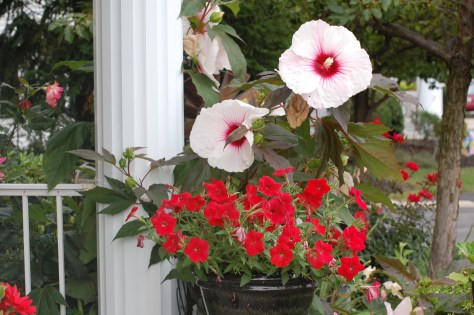 Red petunias and hardy Hobiscus