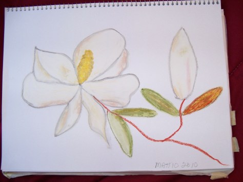 Magnolia done with oil pastels. Copyright 2012