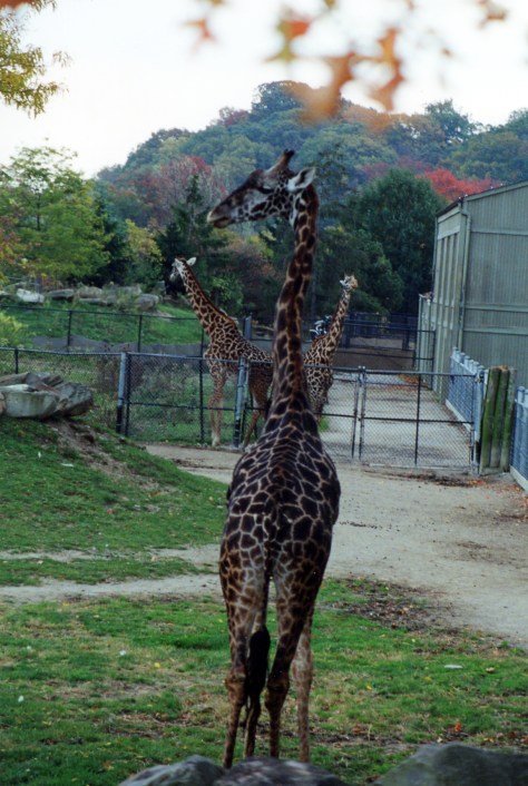 A beautiful group of Giraffe