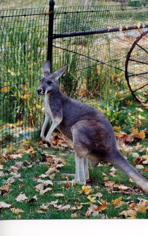This roo just finished an arguement with another roo.