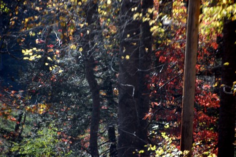 Fall colors Blue Ridge Mountains. Photographed and copyrighted 2007