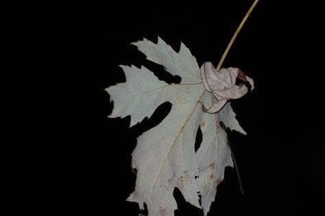 Leaf taken on a full moon in NC with just mountain moon light