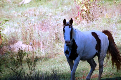 Fall grazing. Black Mountain, NC. Photographed and copyrighted by Barbara Mattio 2007