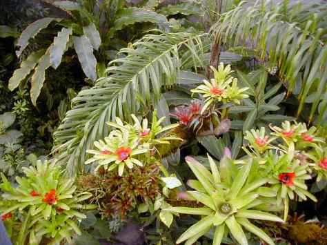 Cleveland Botanical Gardens. Photographed and copyright by Barbara Mattio 2009