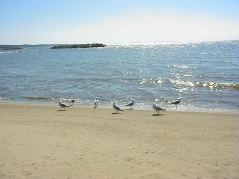 Animals, birds, and humans all love the Penninsula