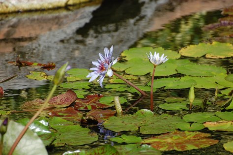 Bahama water garden. Photograph taken and copyrighted by Barbara Mattio 2013