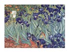 Van Gogh Irises