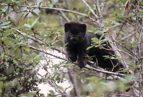 Melanistic kodkod kitten Kodkod