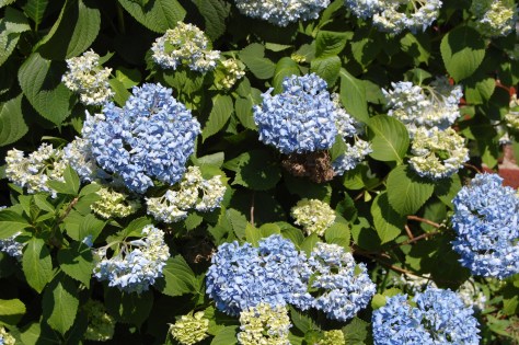Hydrangea. Photo taken and copyrighted in 2012 by Barbara Mattio