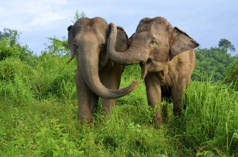 (Photo: Elise Gilchrist/ Think Elephants International, Inc.)